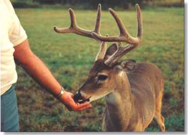 Feeding a deer